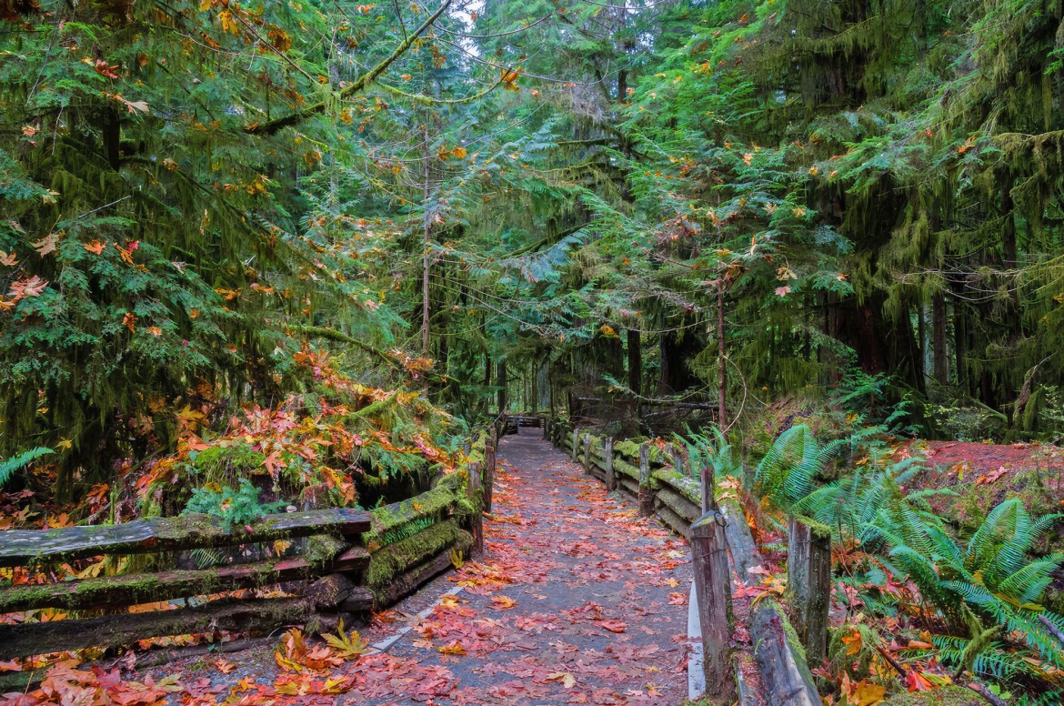 Cathedral Grove in MacMillan Provincial Park