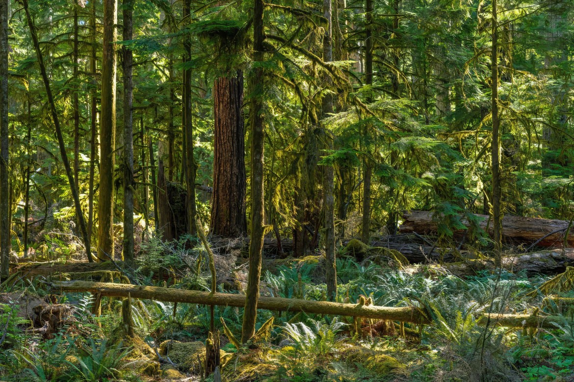 Hiking on Vancouver Island