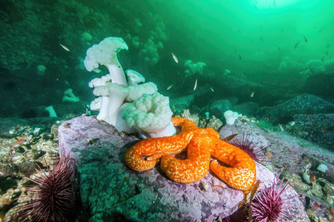 Scuba Diving near Parksville