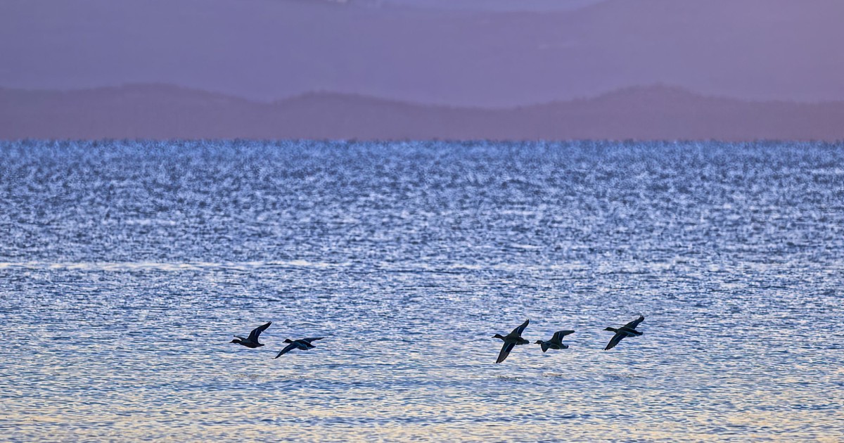 Discover Vancouver Island Birds in Parksville, BC